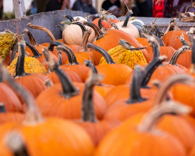 Brazel Farms Produce sells pumpkins at the Monster Mash Balloon Bash on Saturday, Oct. 4, 2025 at the Bureau County Fairgrounds in Princeton.