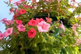 Petunias pop up in Dixon with annual baskets, park plantings