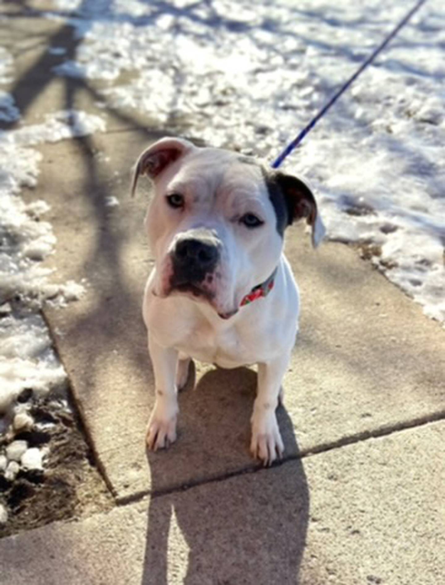 Jewel is a 2-year-old mix that was found a stray and needs a loving home. She is incredibly sweet and loves attention – she loves to give kisses. She loves to go on walks and play with her toys. To meet Jewel, email Stacy at stacy@nawsus.org. Visit nawsus.org.