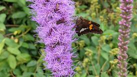 Good Natured in St. Charles: Native plants vividly reveal how all life is linked