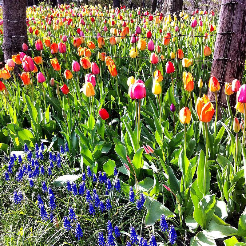 Learning to Grow in St. Charles How to care for tulips after they