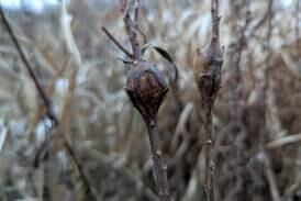 Good Natured in St. Charles: Life-and-death drama for goldenrod gall dwellers