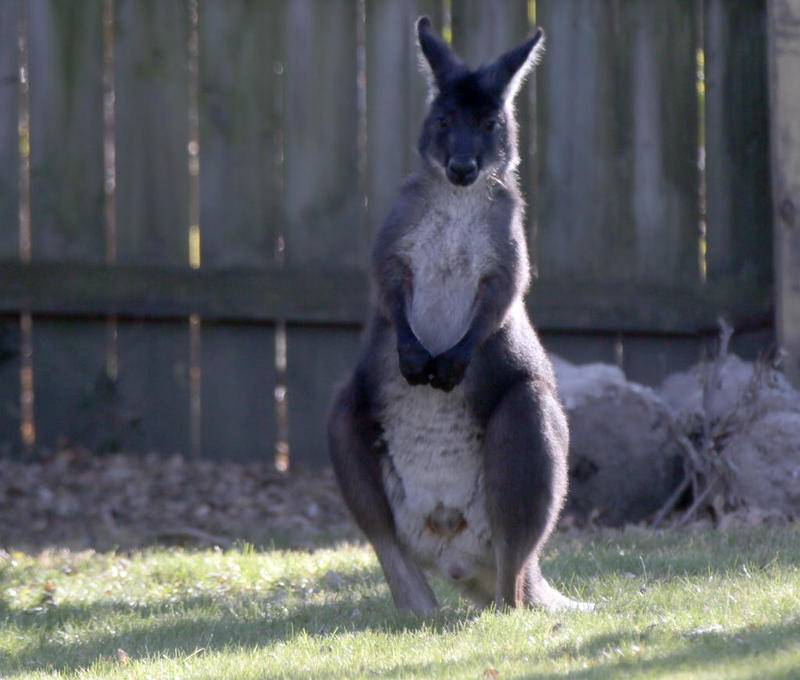 A wallaroo stands in a backyard in Peru.