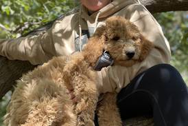 Hammel Woods hike and climbing a tree with her Goldendoodle puppy.