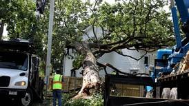 Photos: Storms down multiple trees in Batavia