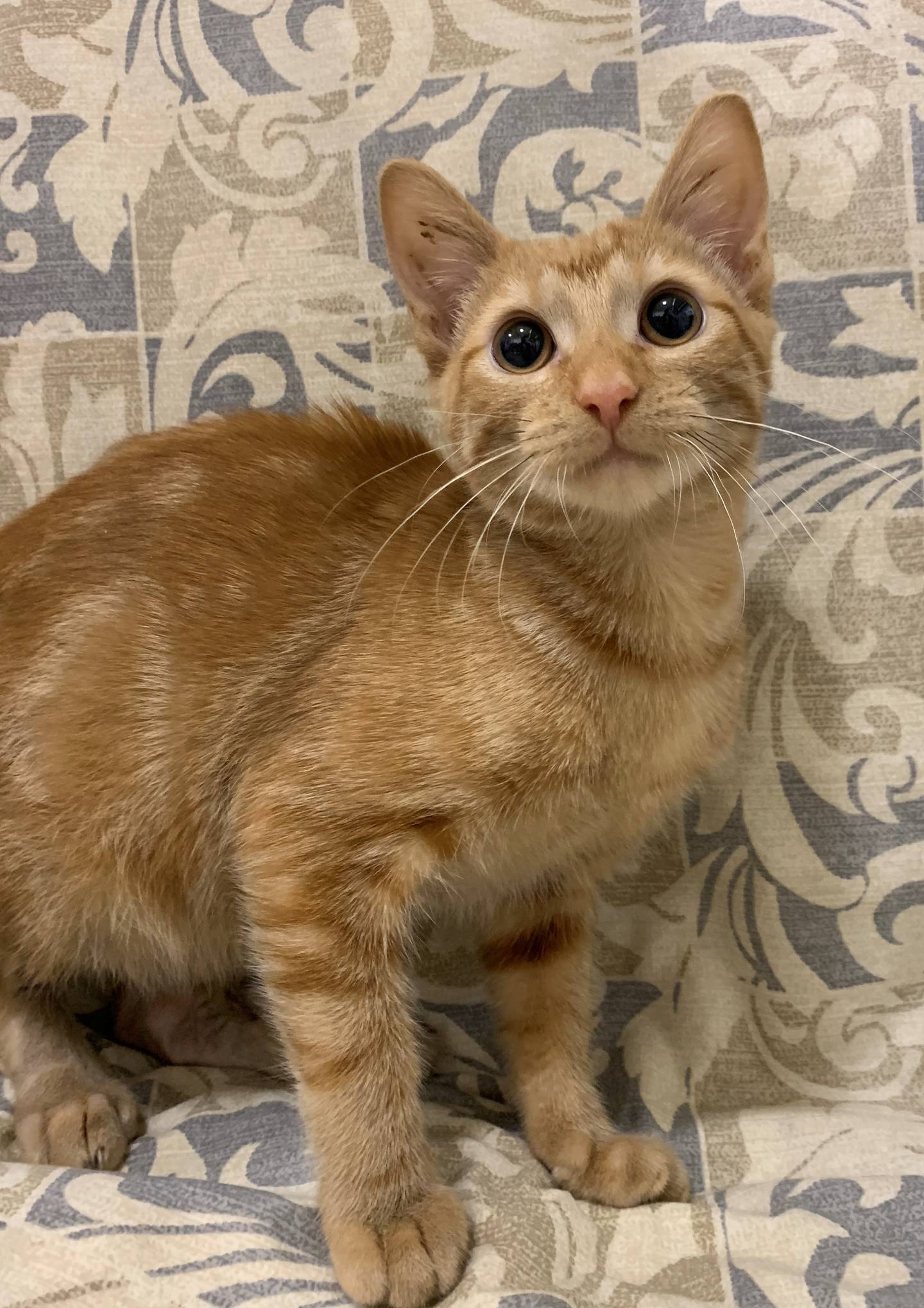 Brodie is a very sweet 4-month-old that’s positive for feline leukemia. He is affectionate and purrs all the time. He must be the only cat in the home or live with other FeLV positive kitties. To meet Brodie, please call Joliet Township Animal Control at 815-725-0333.