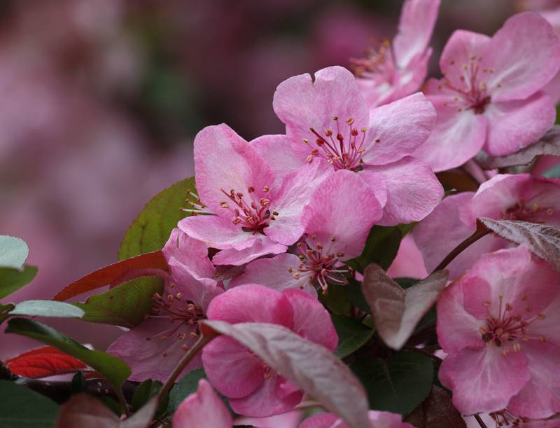 A flowering crabapple tree is in full bloom Friday, May 2, 2025, in front of the Sycamore Public Library.