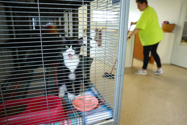 Volunteers needed at Kankakee, Iroquois area animal shelters