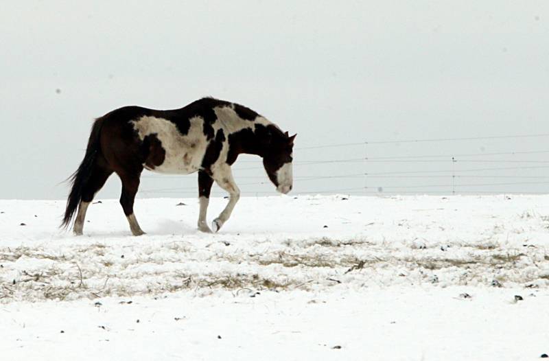 A horse walks through the snow on Thursday, Feb. 3, 2022, in Dimmick Township.