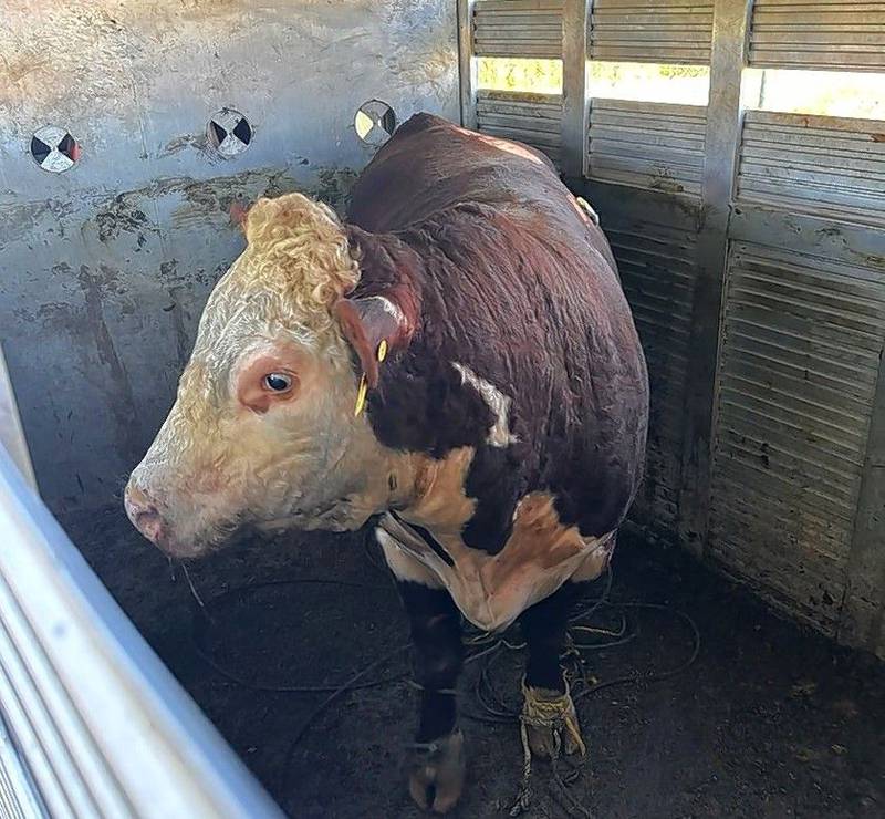The escaped 1,600-pound bull was successfully wrangled back into captivity Thursday, Aug. 31, 2023, after six days of freedom in Barrington Hills.