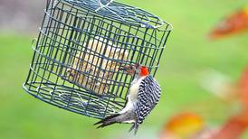 Discover beekeeping and birdwatching at Will County forest preserves 