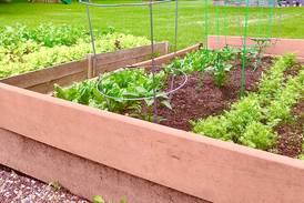 Down the Garden Path: Guest columnist series –Prepare for spring and scratch that gardening itch, part 2