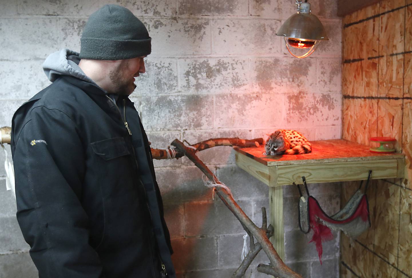 Corey Hancock, of A Zoo to You, checks on Mr. Meep, a large spotted genet that he hand raised, on Wednesday, Feb. 23, 2022, at his farm near Huntley. He is working on starting Wild Heart Adventure, a zoo, campground, and wedding venue at a location near Woodstock.