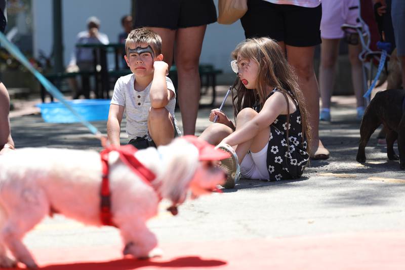 Brother and sister Cal and Eloise Gunderson watch the pet parade Saturday for the Paws on 66 Pet Rescue Day in downtown Joliet.