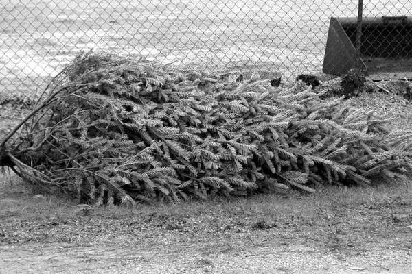 City of Rochelle releases Christmas tree recycling information