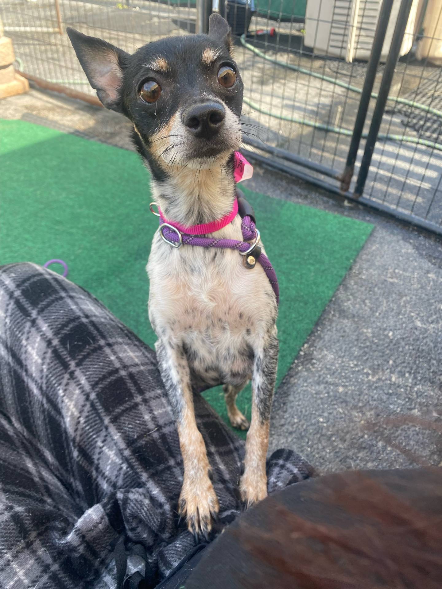 One of the dogs rescued on Wednesday, July 9, 2025, from a hoarding home in Wauconda. The adult dogs should be available to adopt in a few weeks, and the puppies once they reach 8 weeks of age.