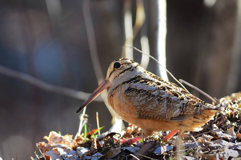 Forest Preserve District of Will County will host a "Woodcock Walk for Families" on Friday, March 25, 2022 at the Four Rivers Environmental Education Center in Center. Register by Thursday, March 24, 2022 at ReconnectWithNature.org or by calling 815-722-9470.