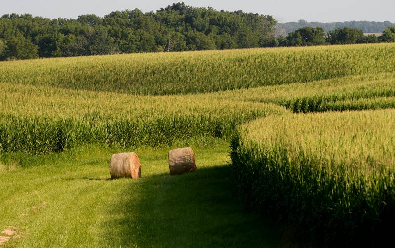Two large bales of hay sit in a grassway between corn fields west of Polo on Friday, July 12, 2024.