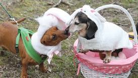 Morris hosts annual Doggie Easter Egg Hunt Saturday, March 28