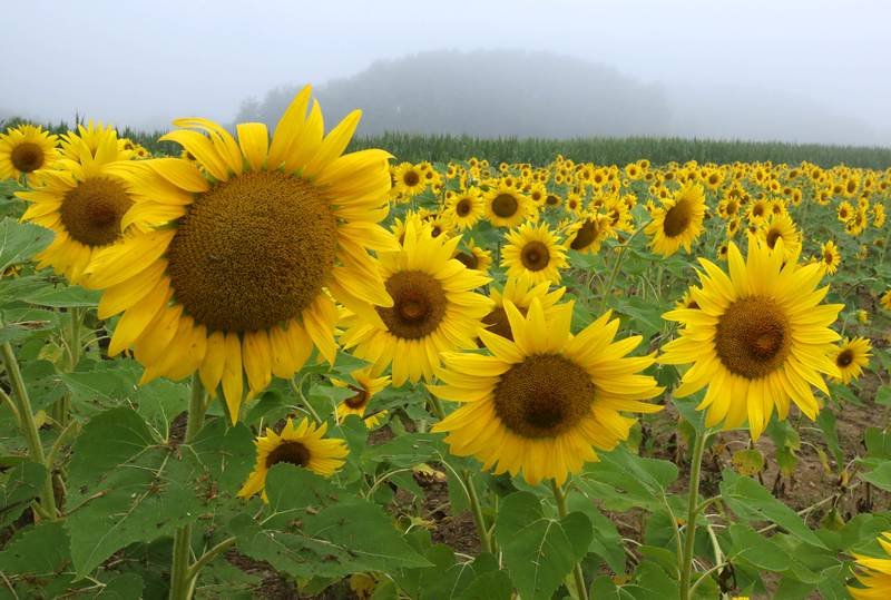 Fog shrouds trees in the distance behind a sunflower field Monday, July 22, 2024, at Shabbona Lake State Recreation Area in Shabbona Township.
