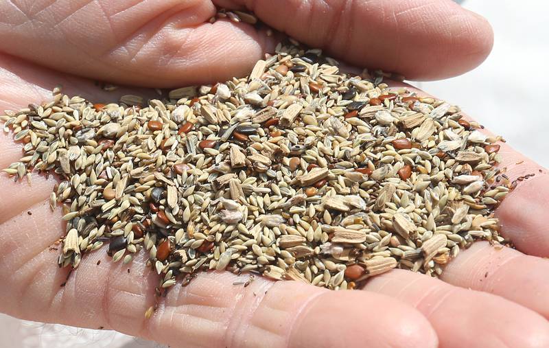A close up of pollinator seed for Milton Pope students to spread on Friday, May 23, 2025 near entrance to Illini State Park in Marseilles. Milton Pope students volunteered their time planting seed, pulling up rocks, spreading mulch and helping with other tasks.