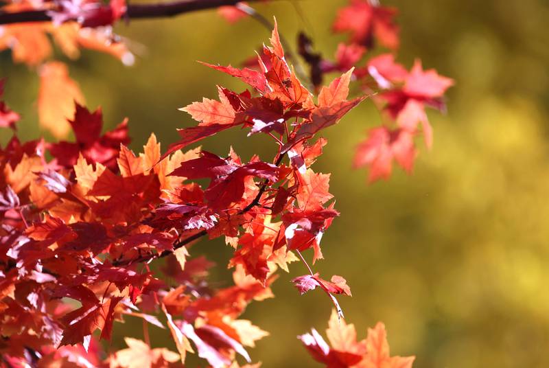 A maple tree along the bank of the Kishwaukee River Tuesday, Oct. 24, 2023, in DeKalb.