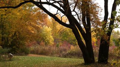 Trees 101: Tips on planting, identifying and urban forests from Illinois Extension