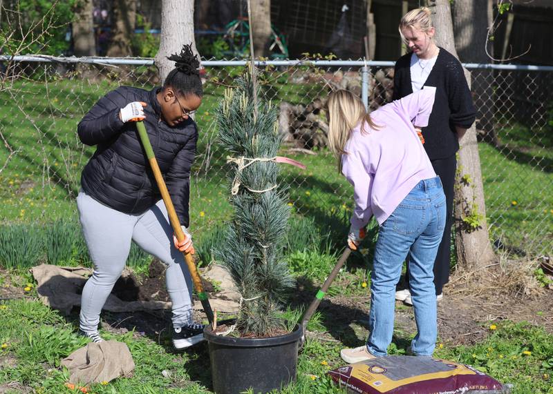Volunteers plant trees Tuesday, April 21, 2026, during the event at Elder Care Services in DeKalb. Several trees were planted at the location to kick off the DeKalb Township’s 250 Trees for Tomorrow initiative.