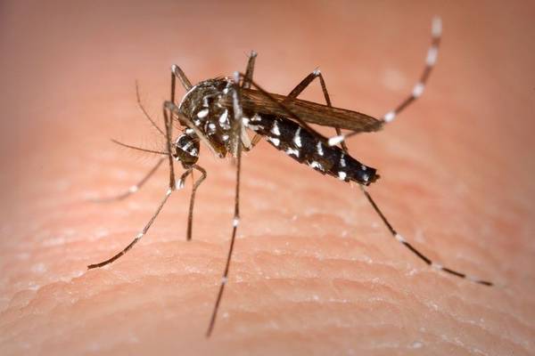West Nile virus found in Forreston, Ogle County reports
