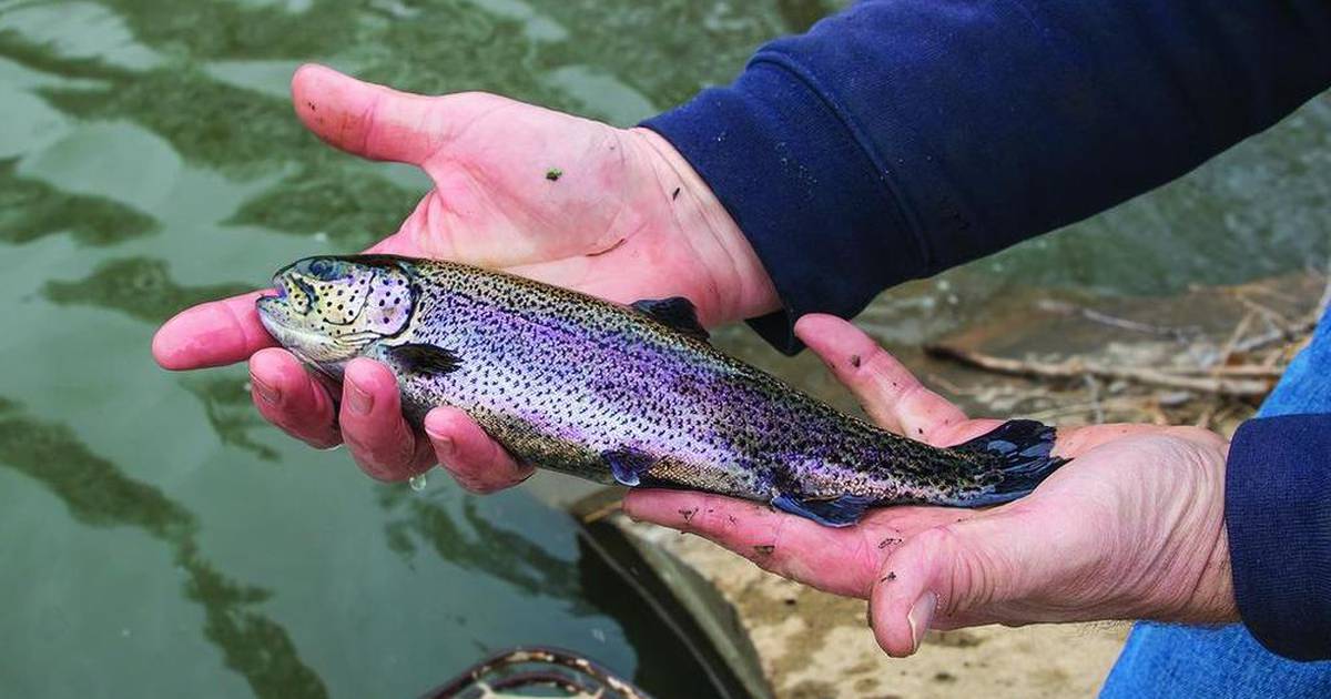 Illinois fall trout season opens Oct. 21 in locations statewide Shaw