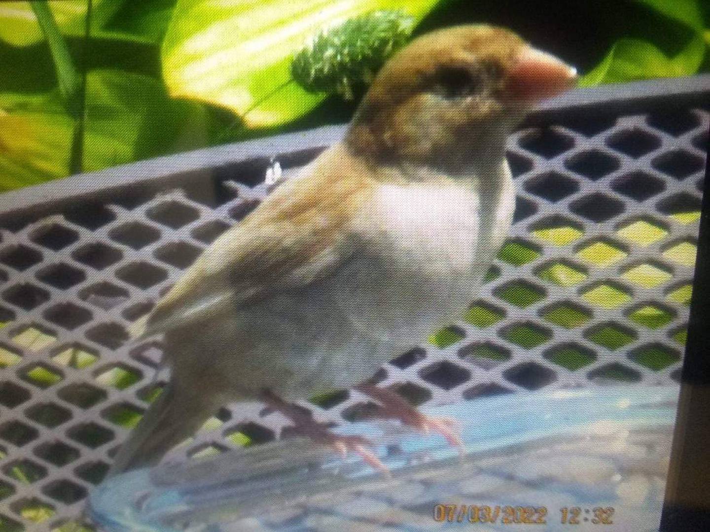 This house sparrow was one of two Terry and Barbara Ptak spotted in their Johnsburg yard the week of July 4, 2022. Both birds likely have leucism, stopping melanin from going to their feathers.