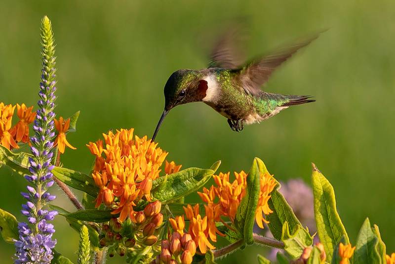 Mother Nature makes it best: A ruby-throated hummingbird (Archilochus colubris) samples the nectar at a butterfly milkweed (Asclepias tuberosa) also known as butterflyweed.