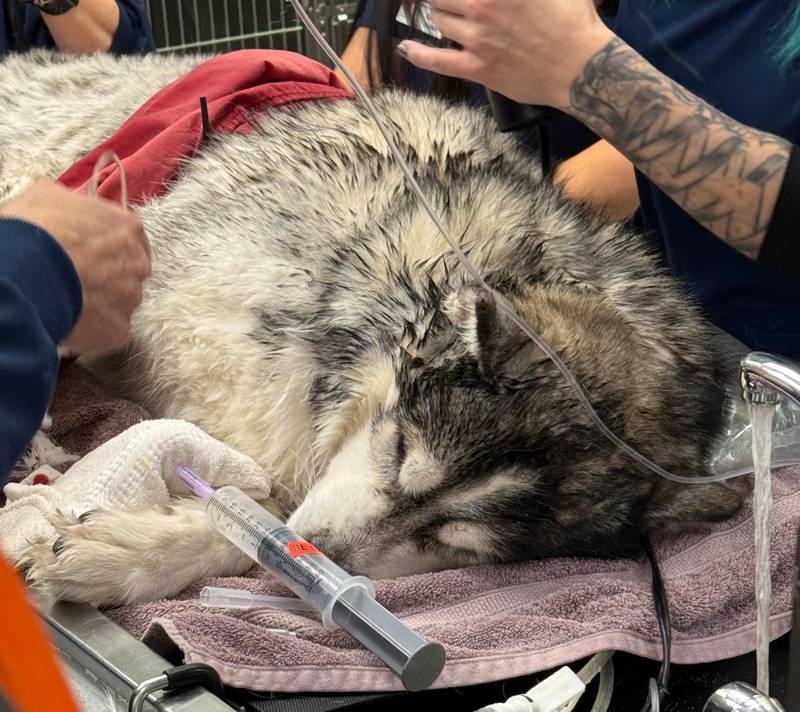 A veterinarian and vet technicians at Dundee Animal Hospital of Elgin work to save the life of Flash, a dog that was rescued after falling into a frigid pond Dec. 15.