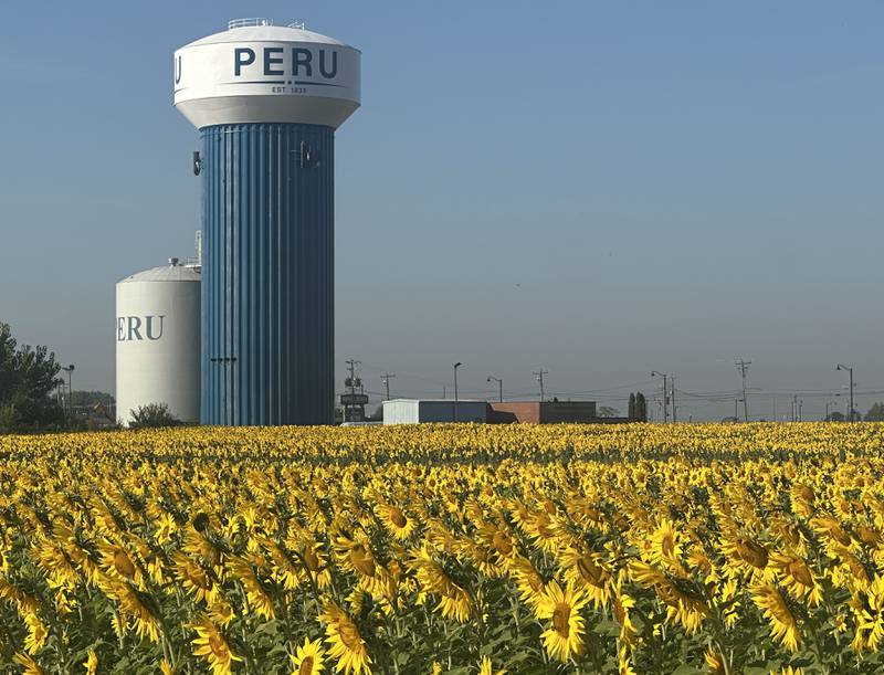 A large sunflower field is in full bloom on Wednesday, Sept. 17, 2025 underneath the Peru Water Tower.