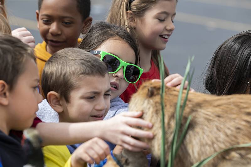 Kids reach in to pet a taxidermied beaver Thursday, May 9, 2024 at Farmapalooza. The FFA was expecting 2,000 students to tour the event, up from 1,000 last year.