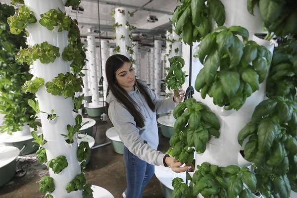 Get your greens and herbs year-round at new Fox Lake indoor farm