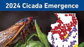 What impact will cicadas have on agriculture