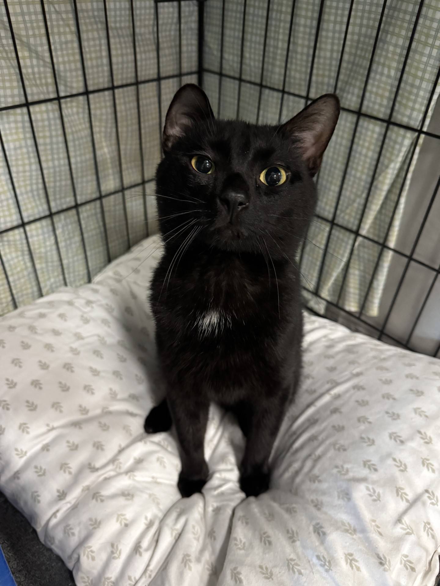 One-year-old Maestro was found as a stray and brought indoors to safety. He’s very friendly, engaging, chatty, and will “talk” to visitors to get love and attention. He is active and likes to explore and play. Maestro is scared of dogs and needs a home without them. To meet Maestro, email Catadoptions@nawsus.org with any questions or to meet him. Visit nawsus.org.