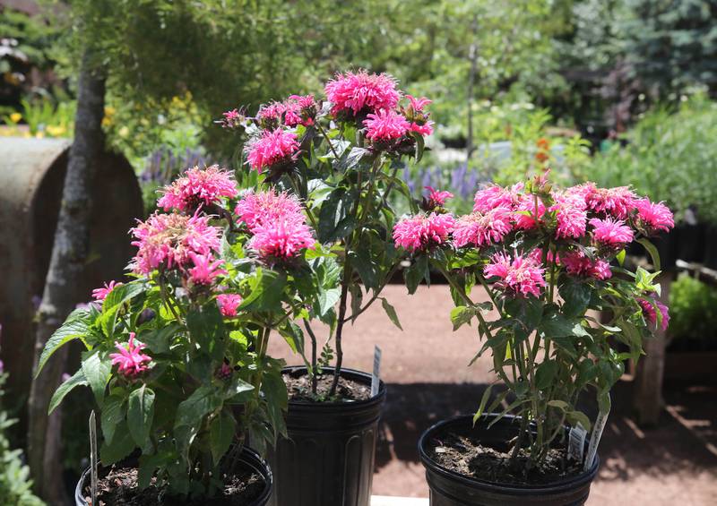 Some flowers available Wednesday, June 21, 2024, at Blumen Gardens in Sycamore.