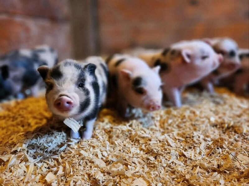 Coincide, a boutique shop at 225 N. Mill St. in Utica, will donate 25% of select item sales to Chicagoland Pig Rescue through Sunday, Dec. 21