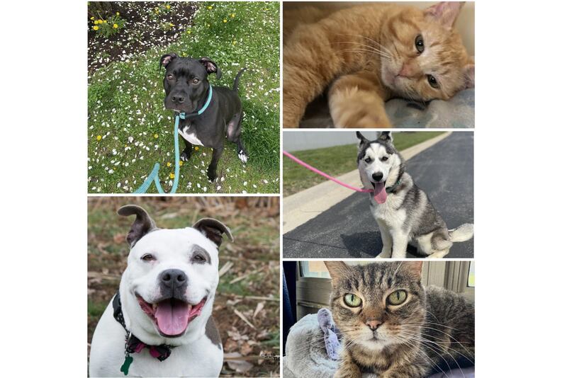 The Herald-News presents this week’s Pets of the Week. Read the description of each pet to find out about it, including where it can be adopted in Will County.