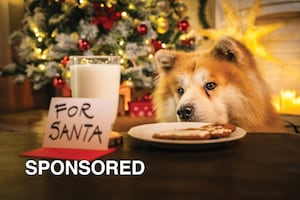 Tips For Keeping Pets Safe From Holiday Temptations