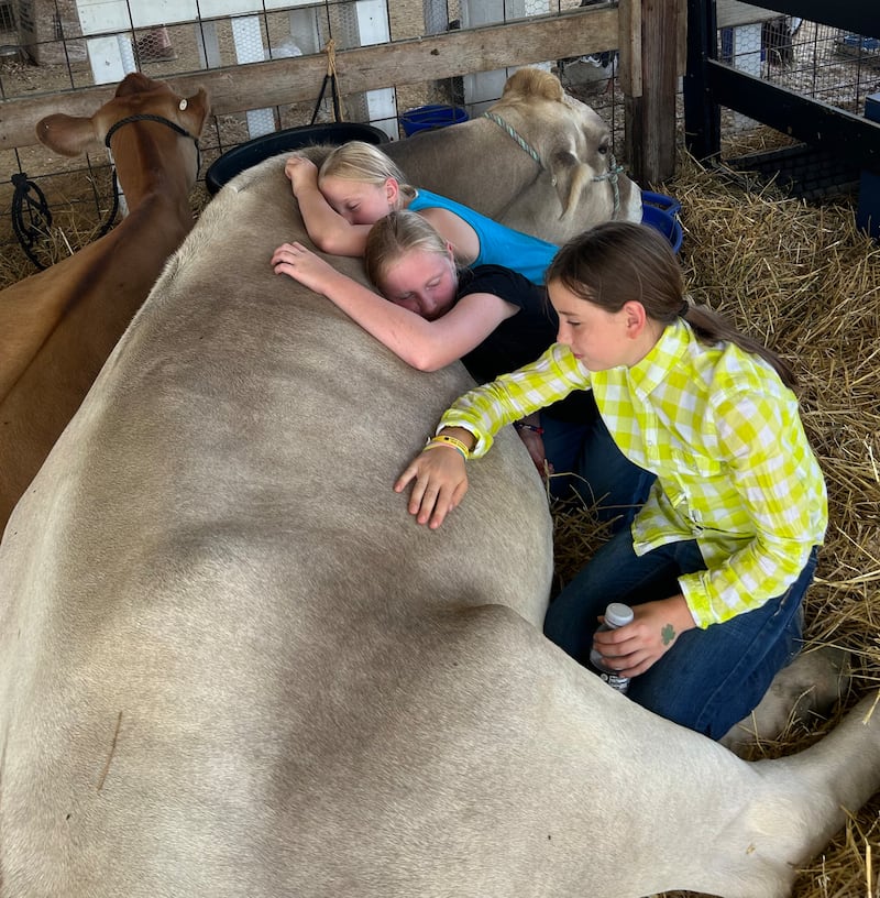 Shelby and Ashley Harbaugh, 12, and 9,  and Kodi Hubbard, 10, of Chana, curl up next to Honey, a dairy cow owned by the Harbaugh family, at the Ogle County 4-H Fair on Friday, Aug. 2, 2024.