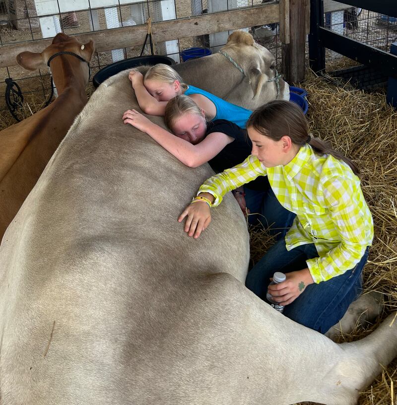Shelby and Ashley Harbaugh, 12, and 9, and Kodi Hubbard, 10, of Chana, curl up next to Honey, a dairy cow owned by the Harbaugh family, at the Ogle County 4-H Fair on Friday, Aug. 2, 2024.
