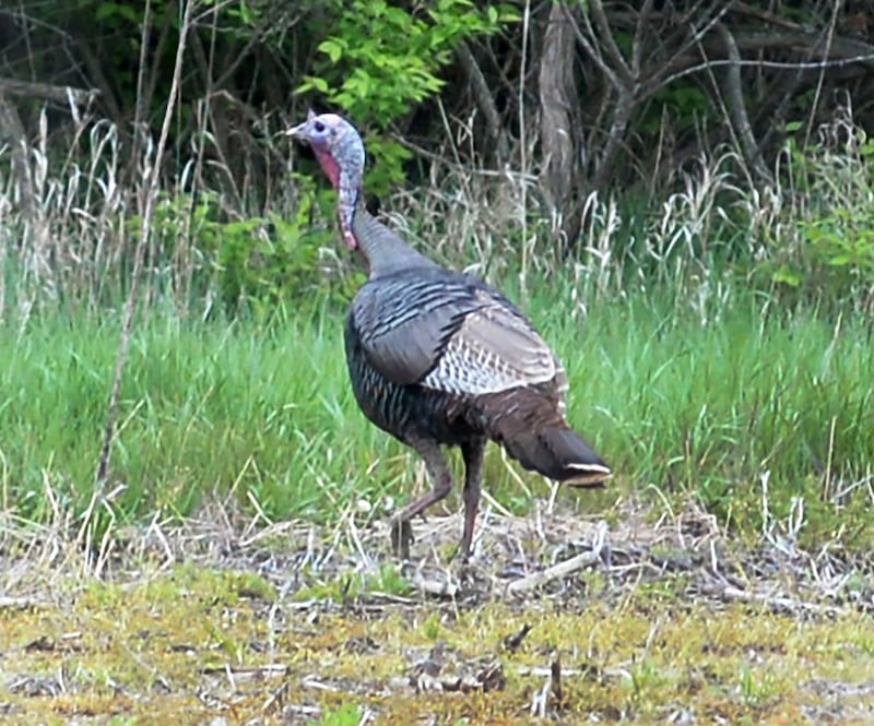A wild turkey walks across a field at Big Bend State Fish & Wildlife Area between Prophetstown and Erie on Saturday, May 3, 2025.