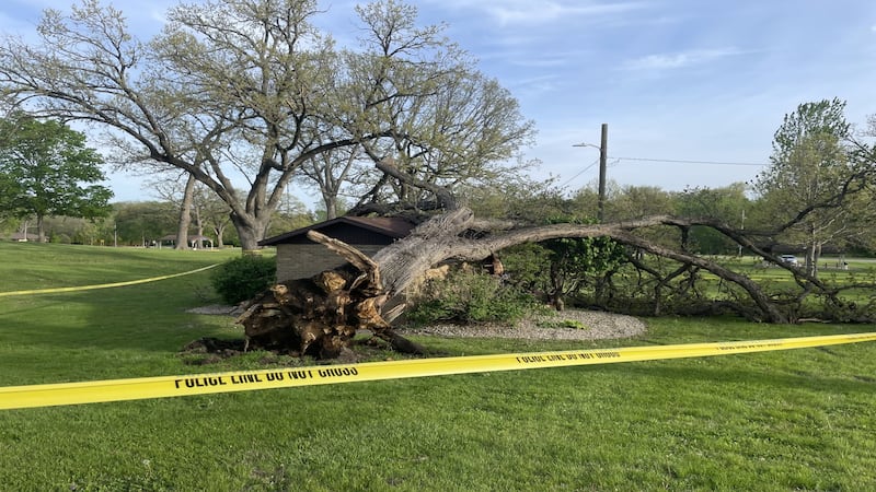 No injuries reported after tree fell Sunday at Peru park
