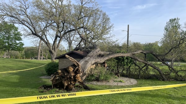 No injuries reported after tree fell Sunday at Peru park
