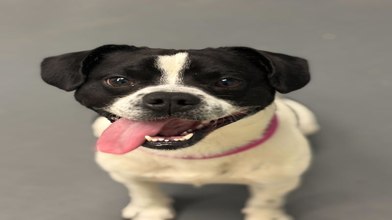 Entertaining Boston terrier mix ready to bring laughs to forever family