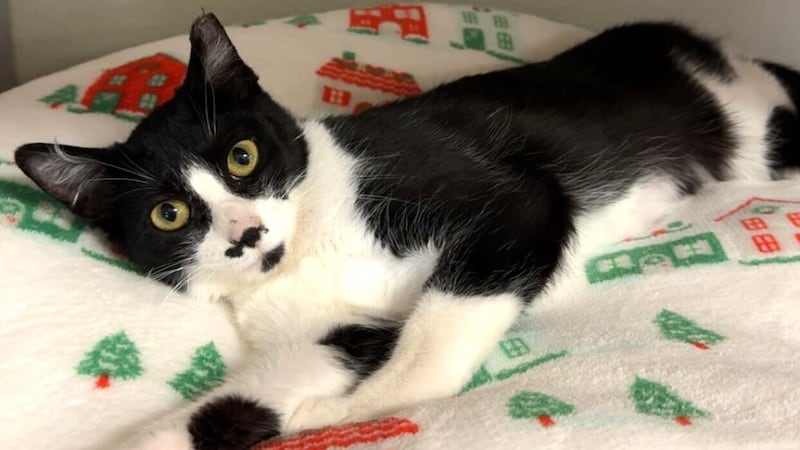 Sweet tuxedo cat aims to bring joy to forever family