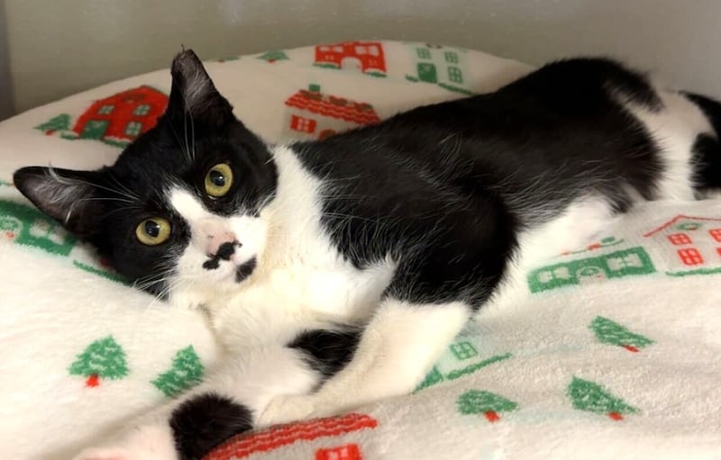 Pooka is Save-A-Pet's pet of the week for June 11, 2026.